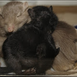 Jake, Elwood, Simon und Simon