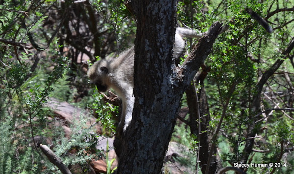 Cape vervet monkey | Project Noah