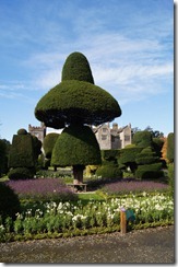 levens hall topiary 15
