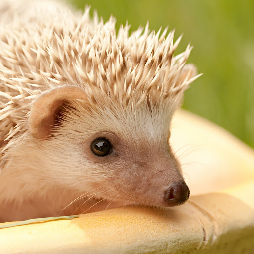 Hd-137875-ascw137875