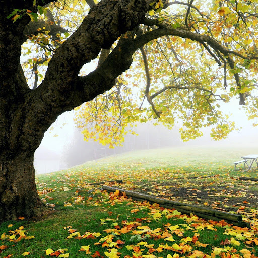 Hd-175336-ascw175336