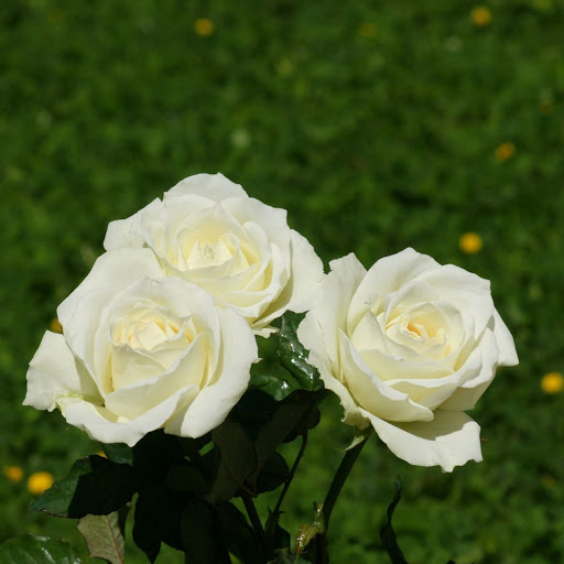 Hd-150024-ascw150024