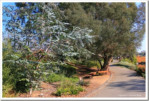 131124_UCD_Arboretum_AustralianCollection_Eucalyptus-perriniana_04