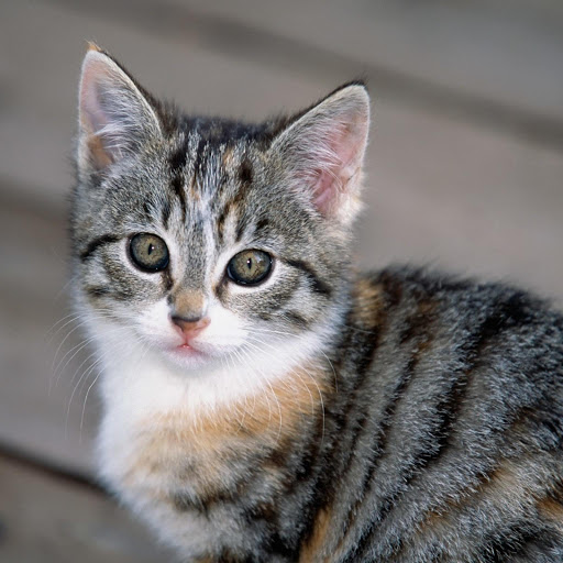 Hd-178178-ascw178178