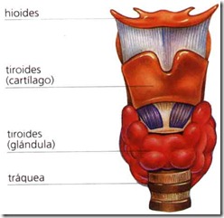 anatomia laringe