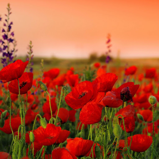 Hd-161912-ascw161912