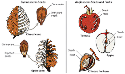 [Angiosperms%2520and%2520Gymnosperms%255B5%255D.png]
