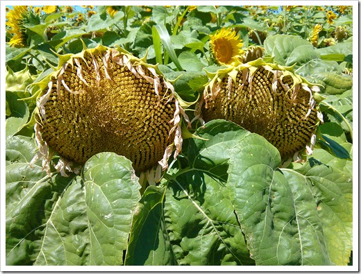 130706_CR102_sunflowers_13