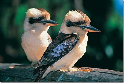 kookaburra-pair