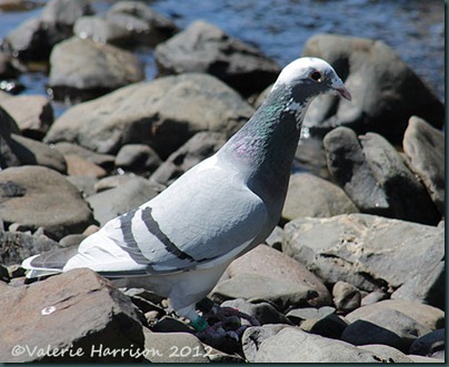 21-homing-pigeon