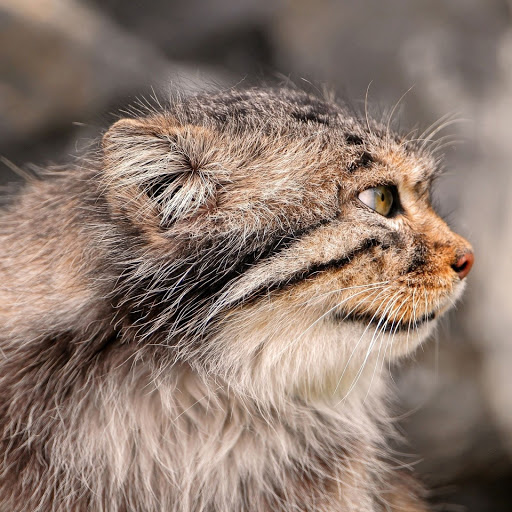 Hd-148856-ascw148856