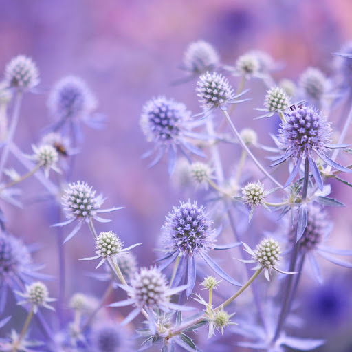 Hd-171789-ascw171789