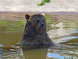 Bear Relaxing in Water