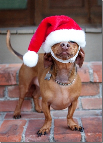 perro gorritos navidad (32)