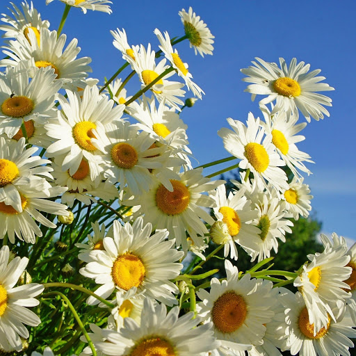 Hd-149275-ascw149275