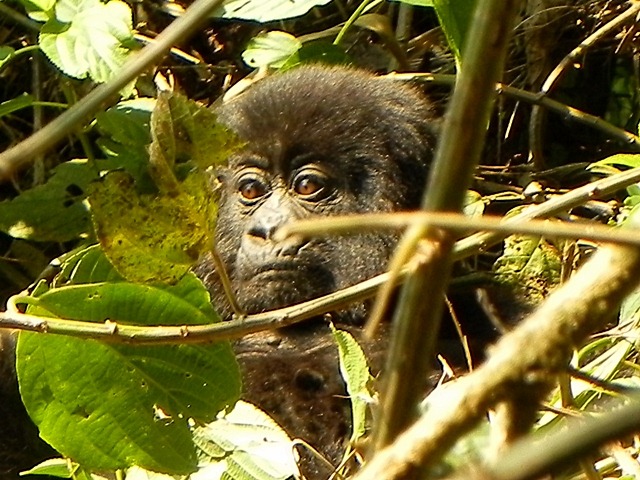 [Rwanda_Gorillas-22.jpg]