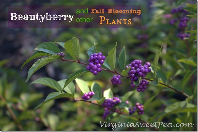 Beautyberry and Other Fall Blooming Plants