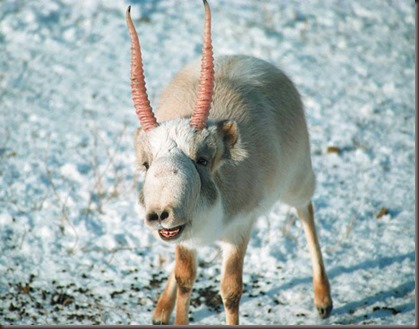 Amazing Animal Pictures The Saiga Antelope (5)