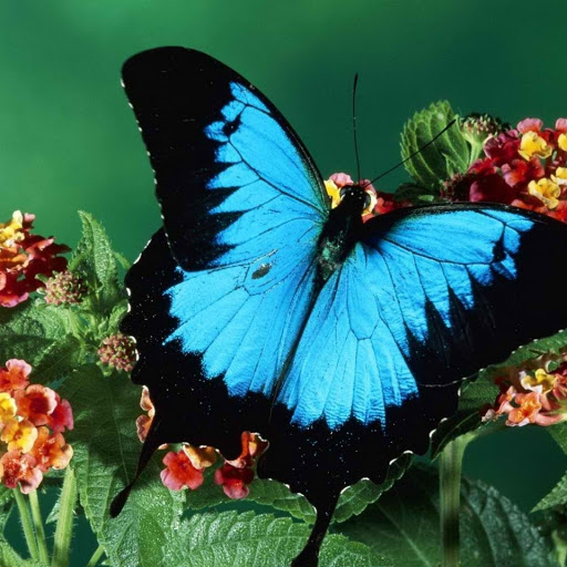 Hd-148862-ascw148862