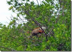 Iguana in the mangrove at Curry Hammock SP