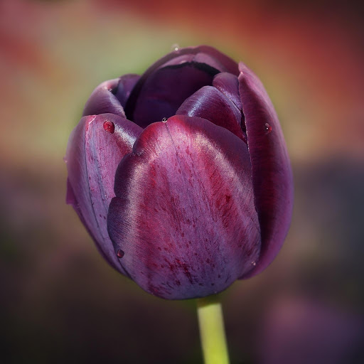 Hd-183777-ascw183777