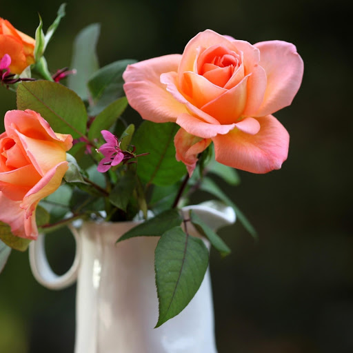 Hd-173037-ascw173037