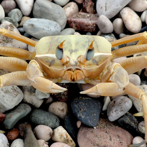 Hd-155953-ascw155953