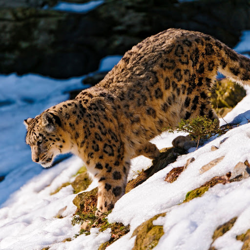 Hd-146802-ascw146802