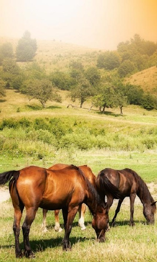 Chevaux Live Wallpaper