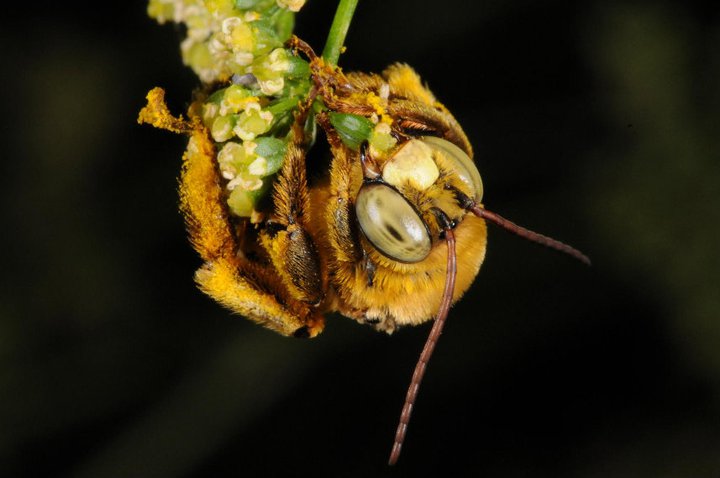 Long-horned bee (male)