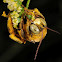 Long-horned bee (male)