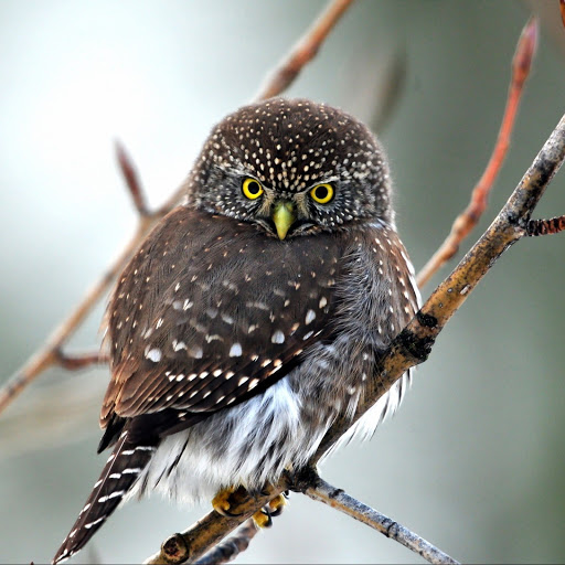 Hd-141959-ascw141959