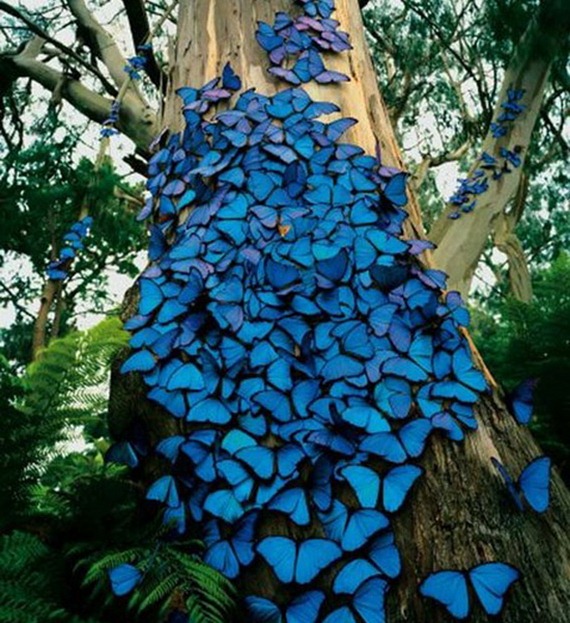 μπλε πεταλουδες