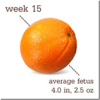 15 Weeks-Orange
