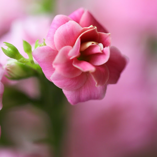 Hd-177203-ascw177203