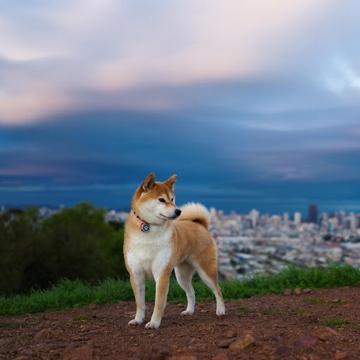 Hd-175824-ascw175824