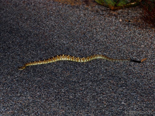2. rattlesnake-kab