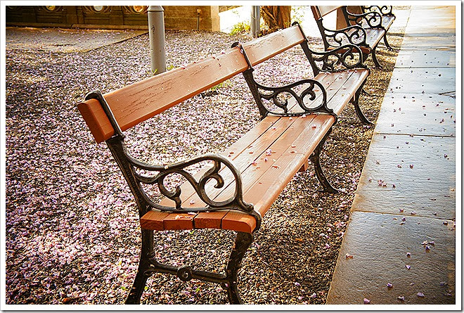 free-pictures-benches-1 (484)