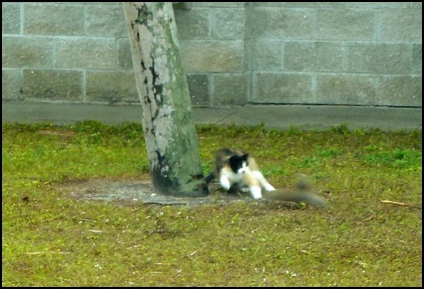 02c - Stalking Cat