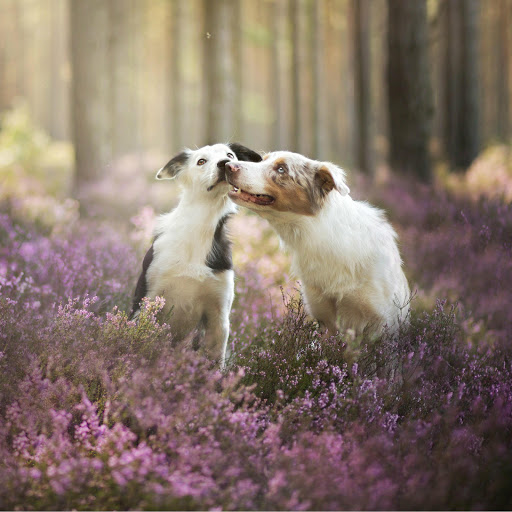 Hd-176780-ascw176780