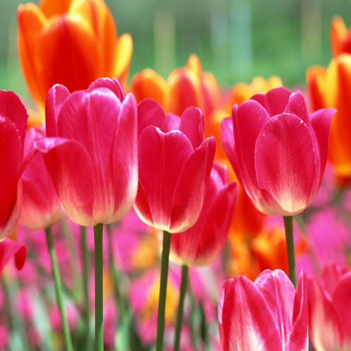 Hd-172166-ascw172166