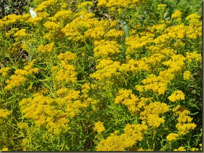 goldenrod at beach by NAS Key west from geiger key marina