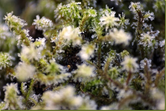 frost on moss