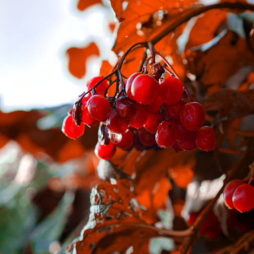 Hd-161118-ascw161118