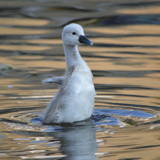 Hd-143899-ascw143899