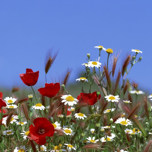 Hd-144332-ascw144332