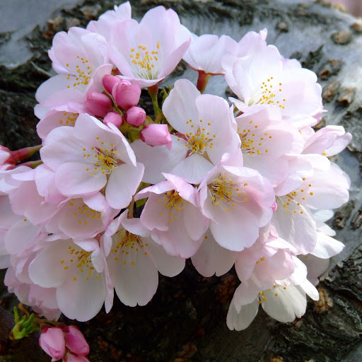 Hd-138866-ascw138866