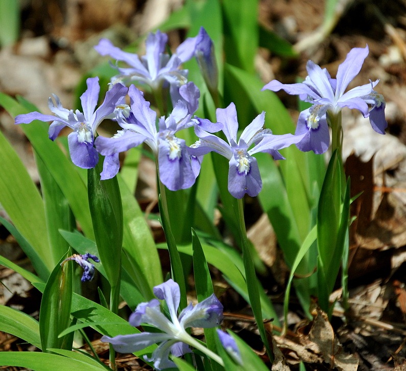 [04---Spring-Wildflowers---Crested-Dw%255B2%255D.jpg]
