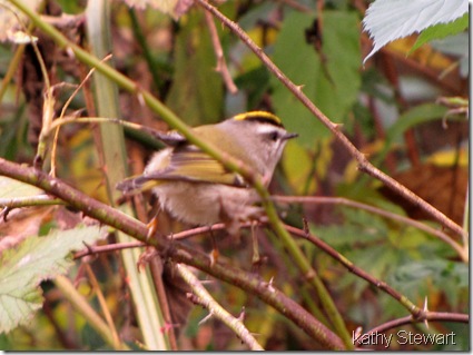 Gold Crown Kinglet