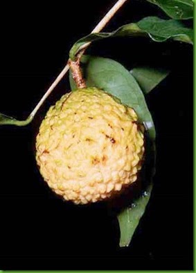 Eugenia neoverrucosa 1 Eugenia neoverrucosa 1